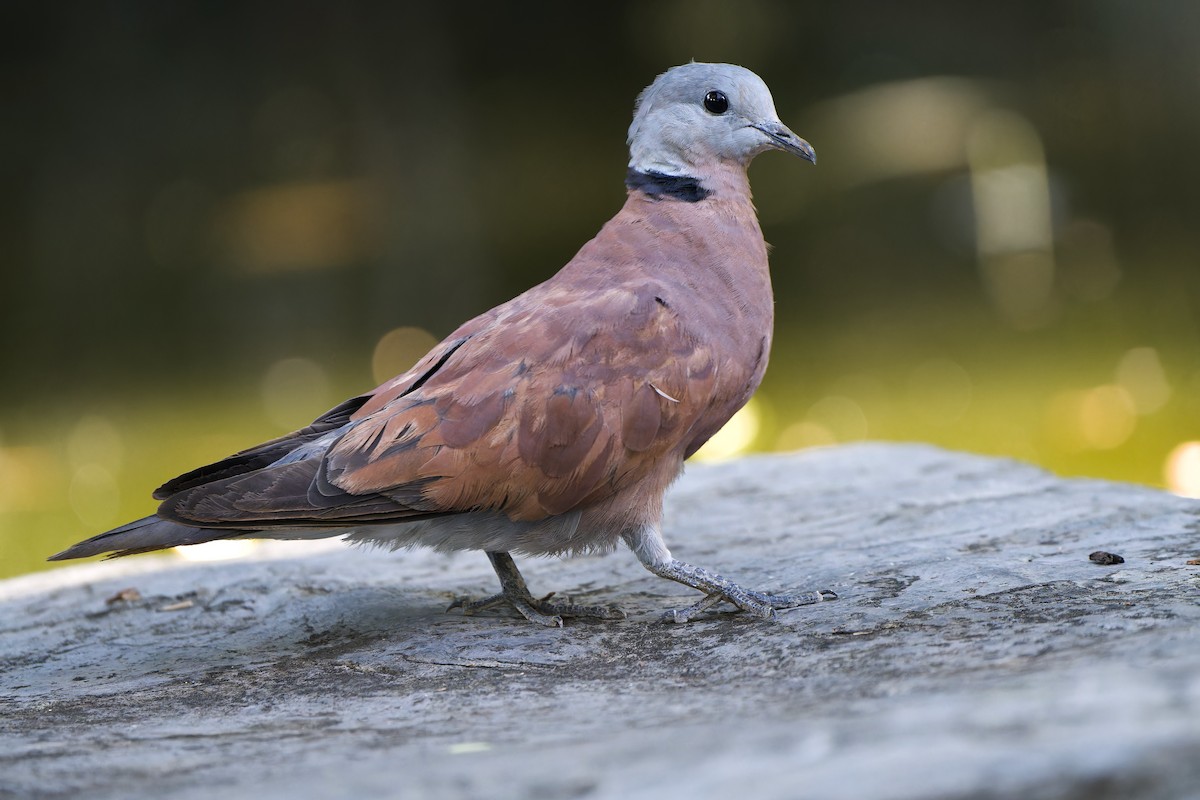 Red Collared-Dove - Sam Hambly