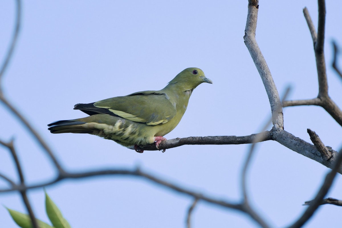 Розовошейный зелёный голубь - ML597859521