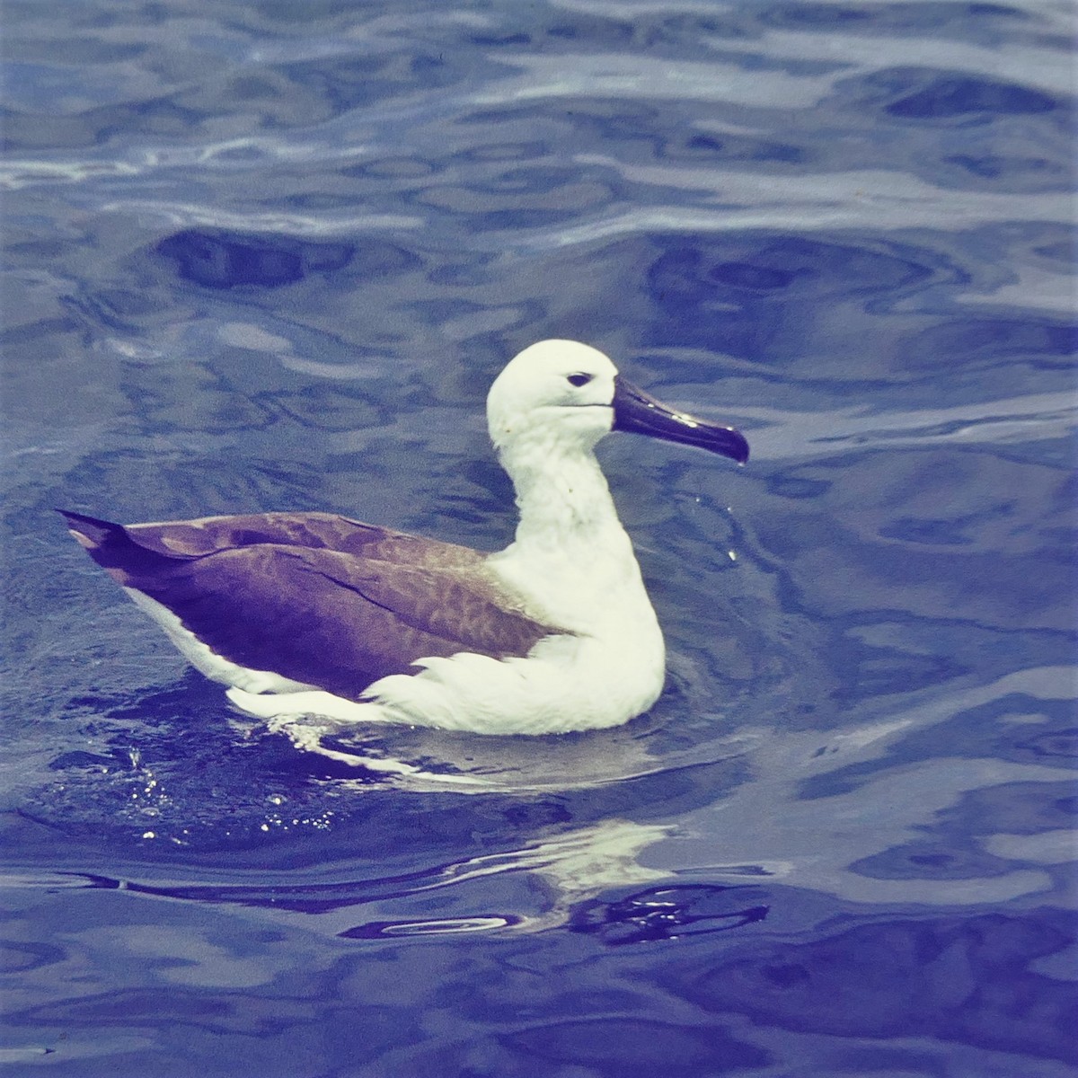 Atlantic/Indian Yellow-nosed Albatross - Werner Suter
