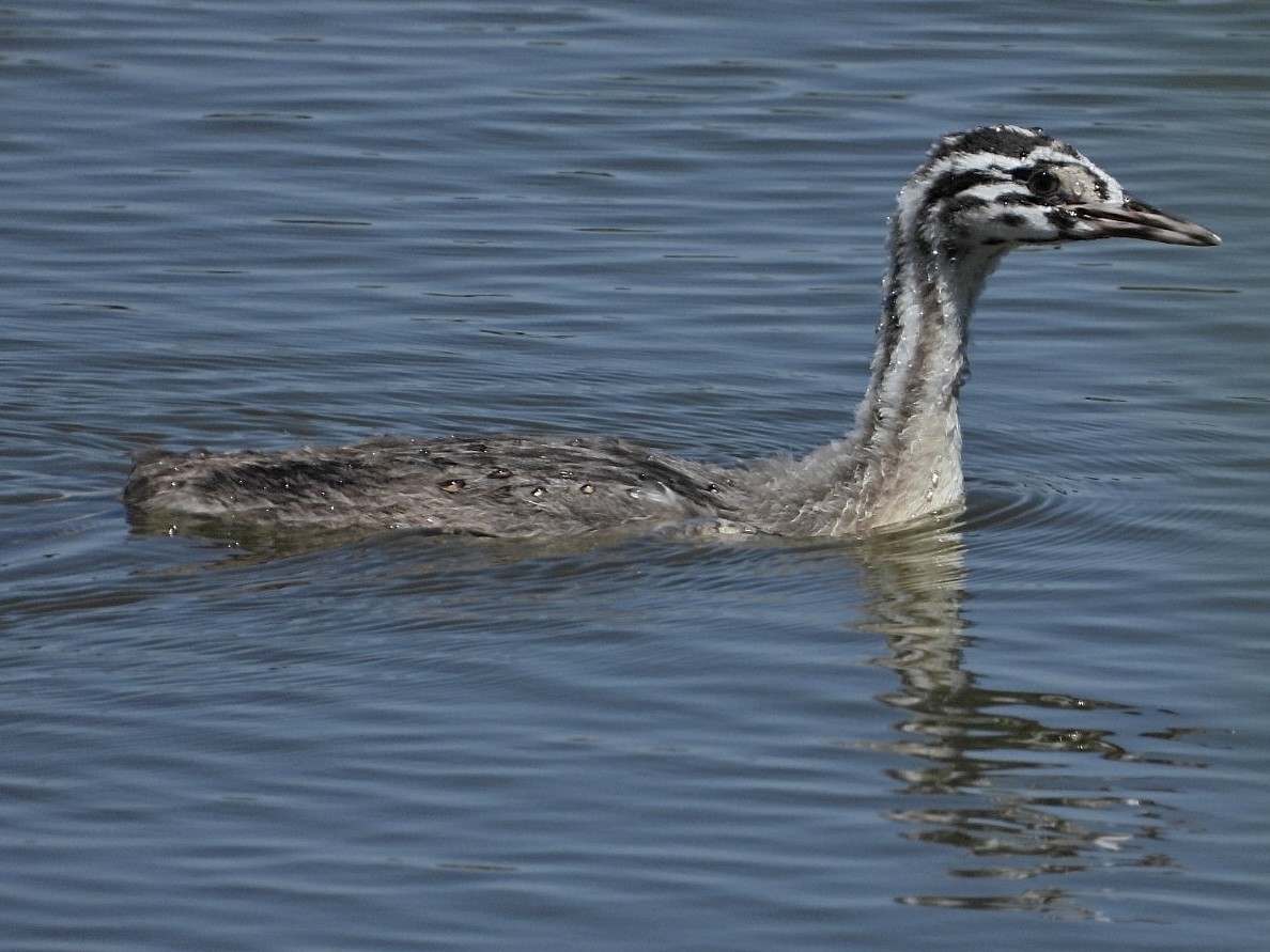 Great Crested Grebe - ML597863681