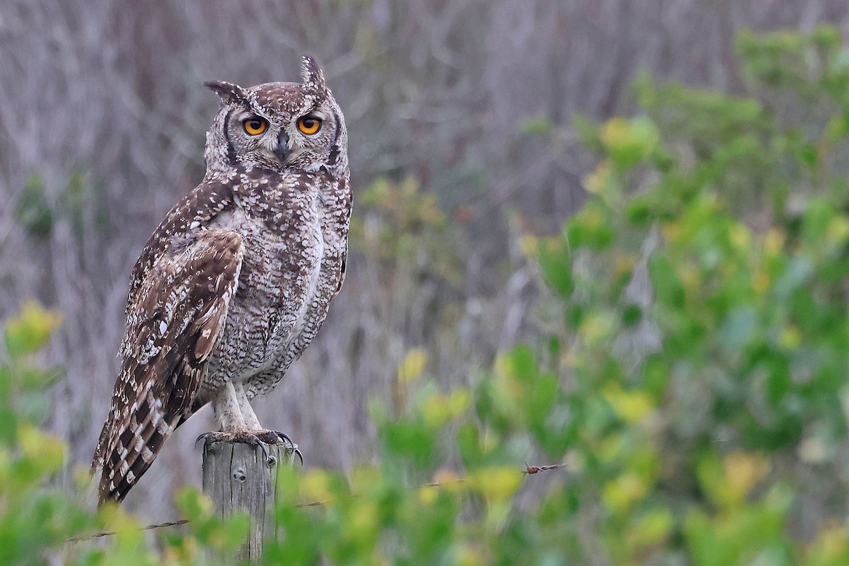 Spotted Eagle-Owl - ML597863961