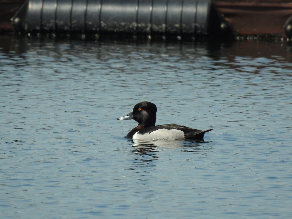 Ring-necked Duck - ML59786551