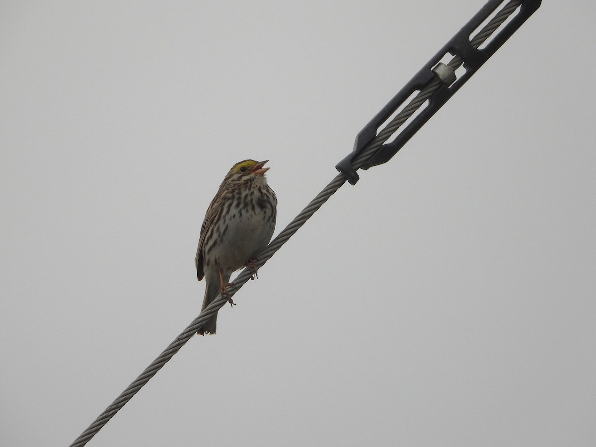 Savannah Sparrow - ML597866321