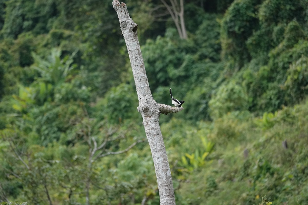 Magpie Tanager - ML597870751
