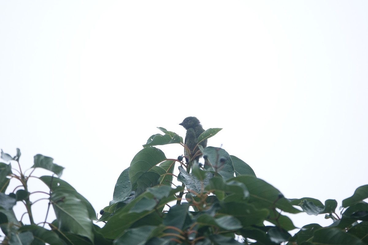 Swallow Tanager - ML597870911