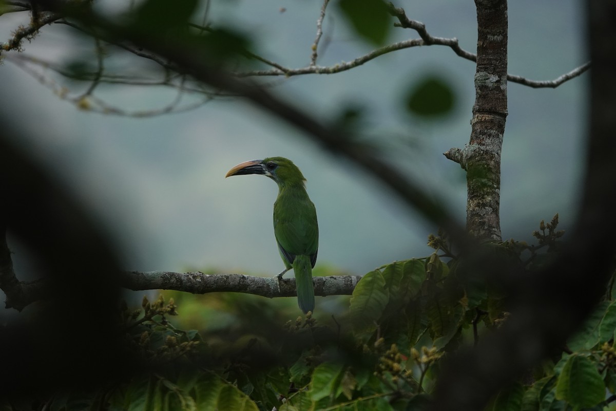Groove-billed Toucanet - ML597871031