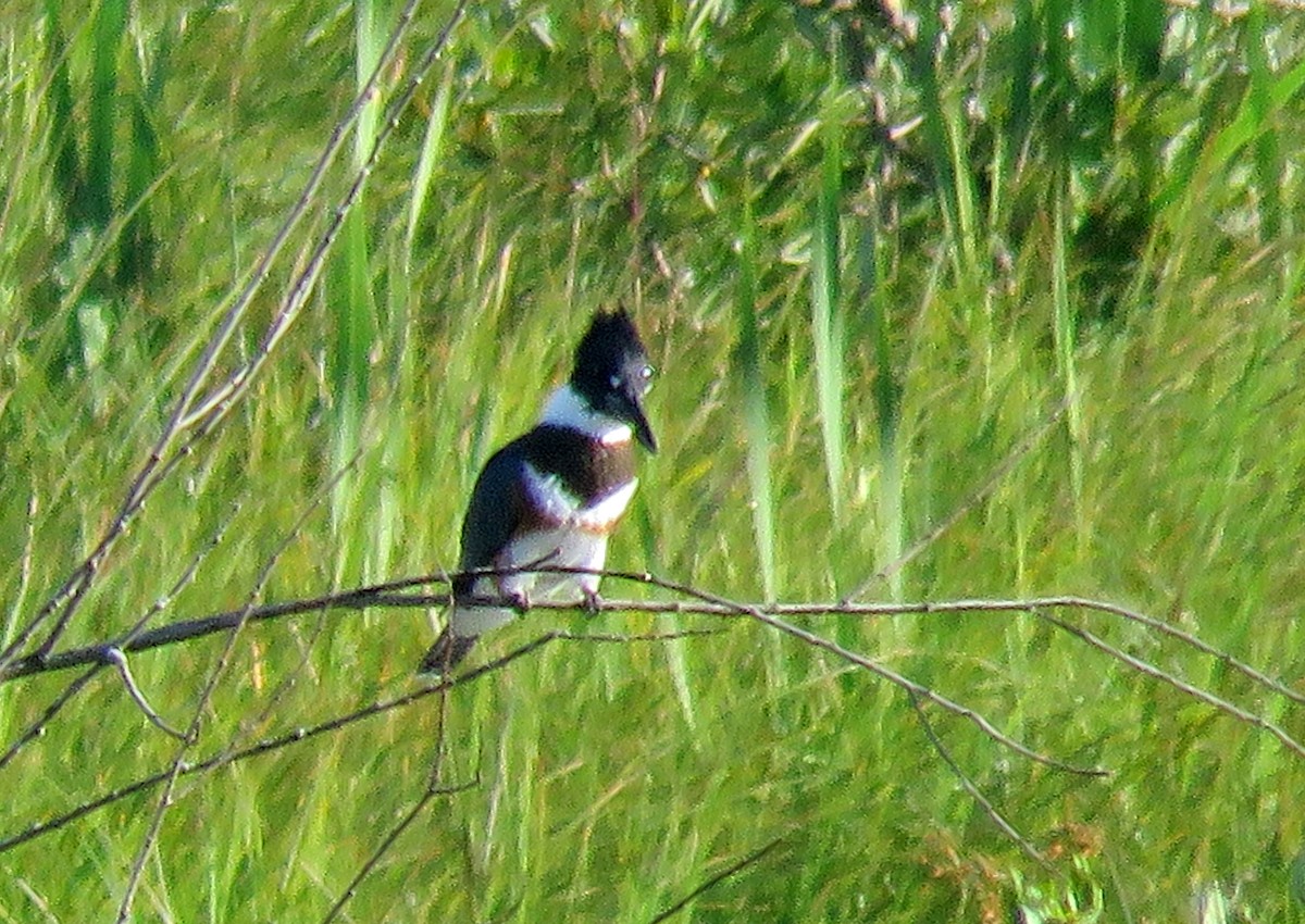 Belted Kingfisher - ML597874901
