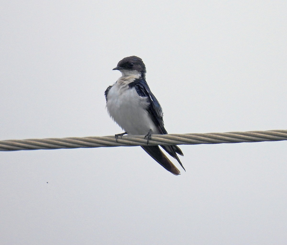 Pied-winged Swallow - ML597881501