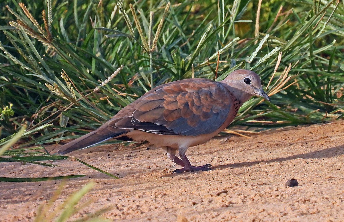 Laughing Dove - ML597887651
