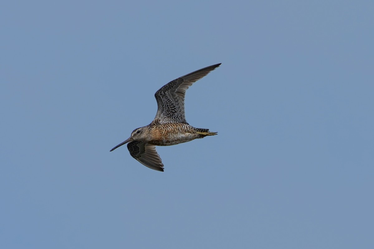 EBird Checklist - 27 Jul 2023 - Wellfleet Bay Wildlife Sanctuary (Mass ...