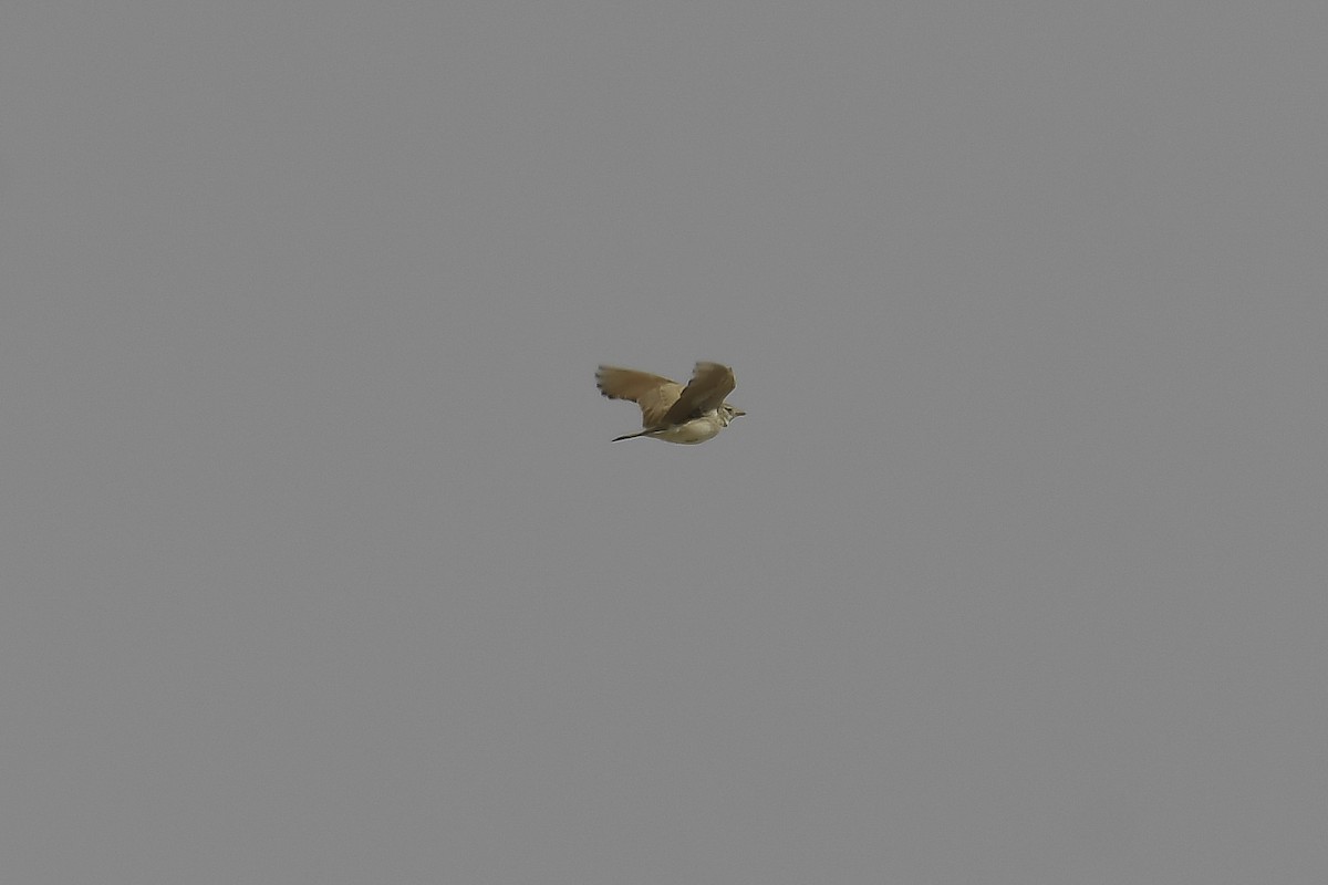 Жайворонок аравійський - ML597888191