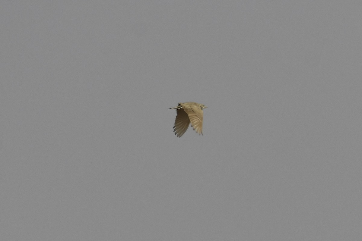 Жайворонок аравійський - ML597888201