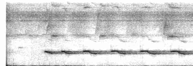 Weißschulter-Ameisenvogel - ML597888921