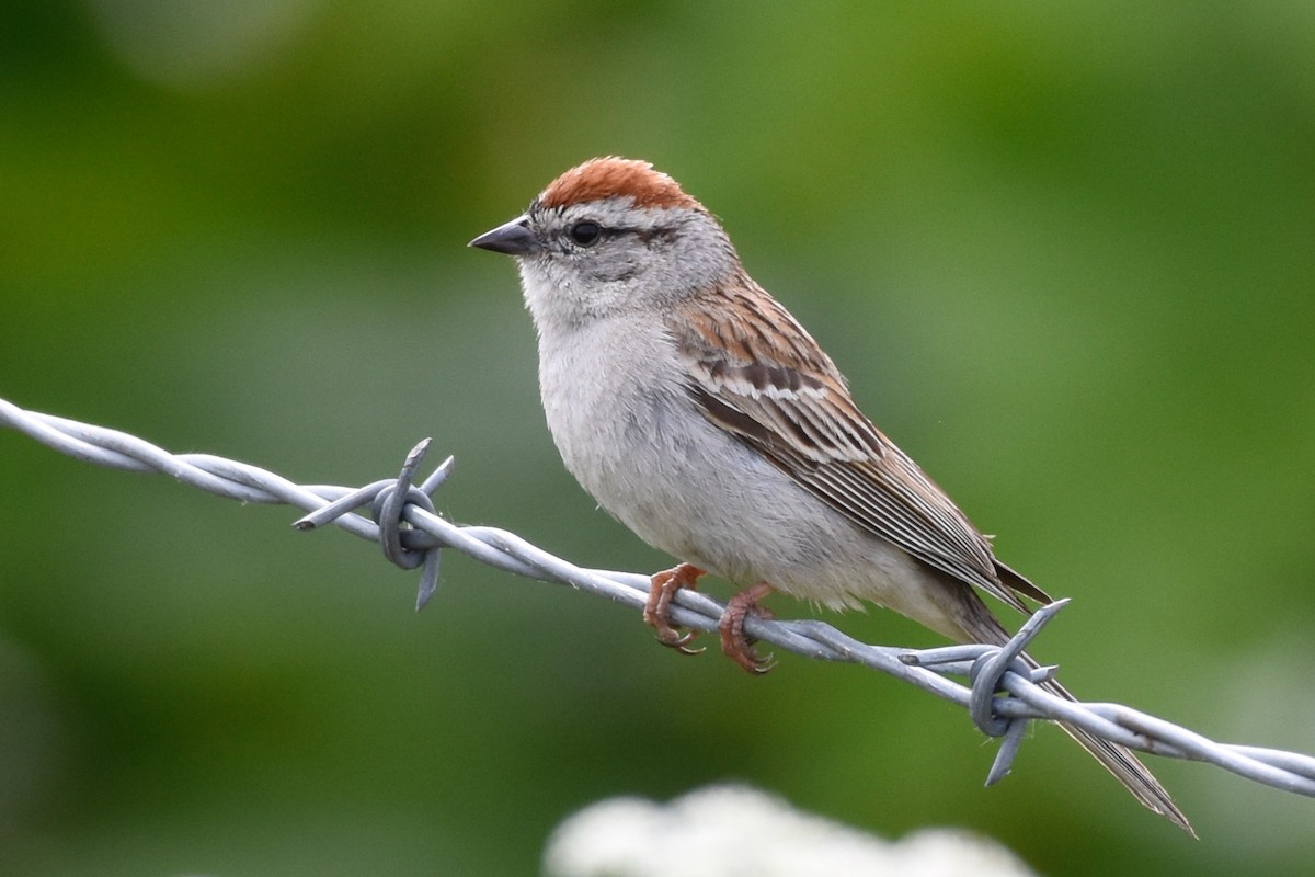 Chipping Sparrow - George Gibbs