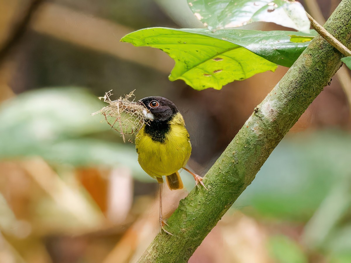 Yellow-breasted Tailorbird - ML597889401