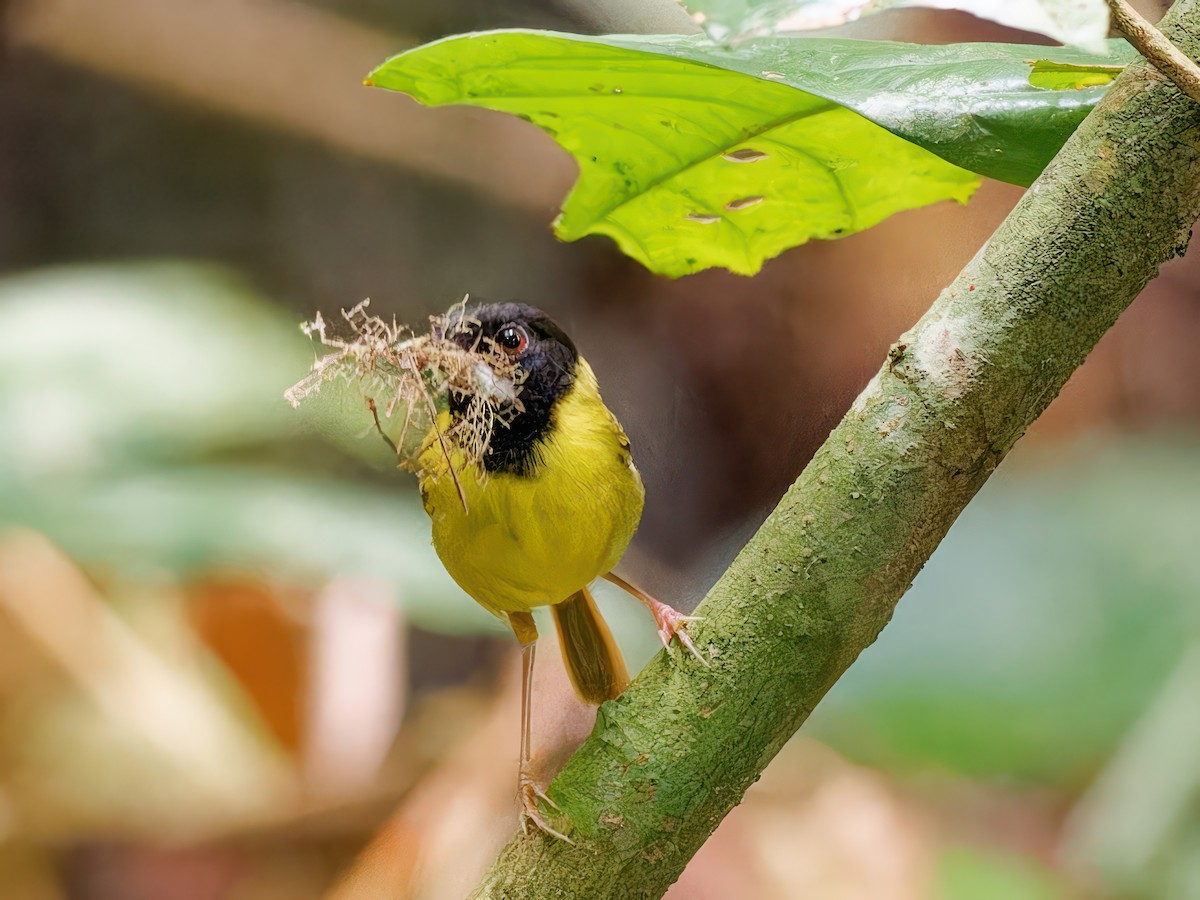 Yellow-breasted Tailorbird - ML597889411