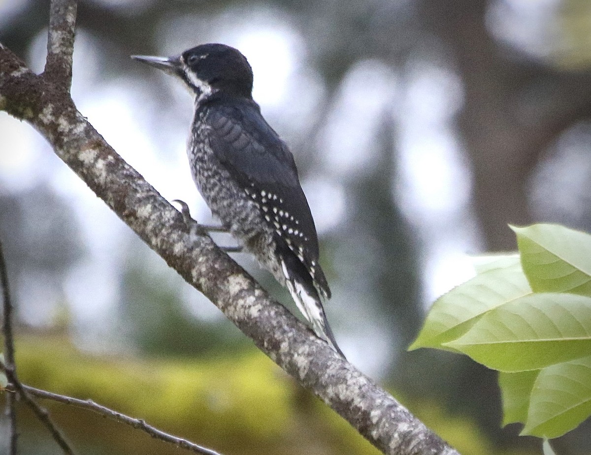 Black-backed Woodpecker - ML597889701