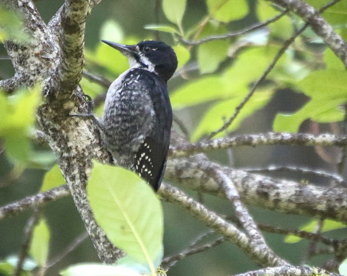 Black-backed Woodpecker - ML597889721