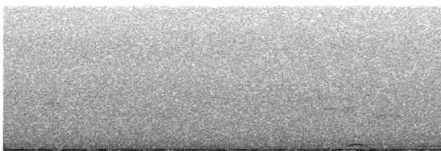 holub pruhoocasý - ML597891021