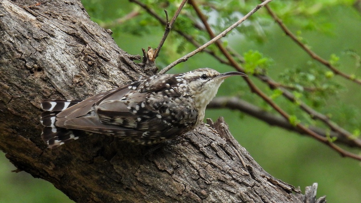 Indian Spotted Creeper - ML597898331