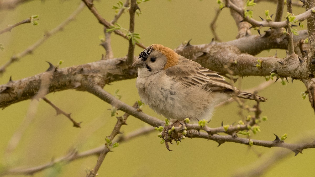 Speckle-fronted Weaver - ML597898581