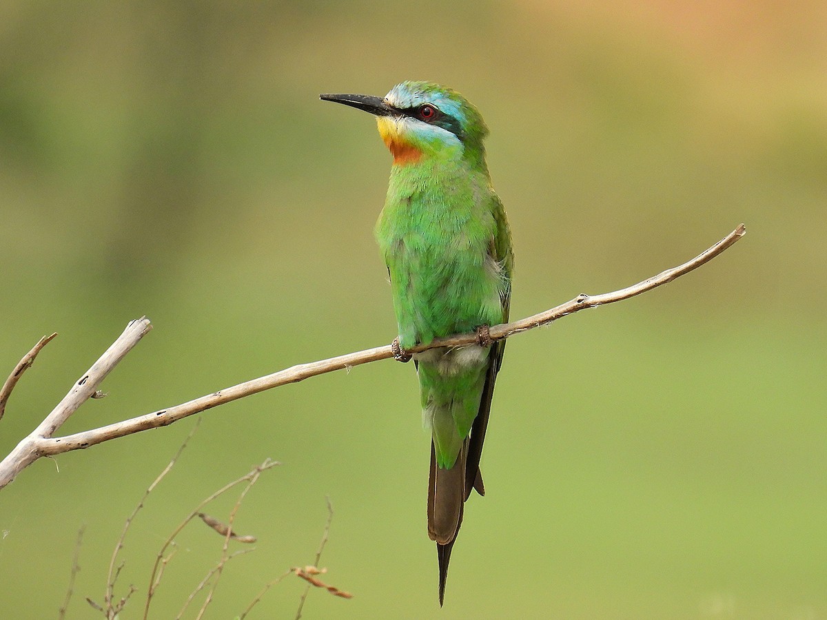 Blue-cheeked Bee-eater - ML597900441
