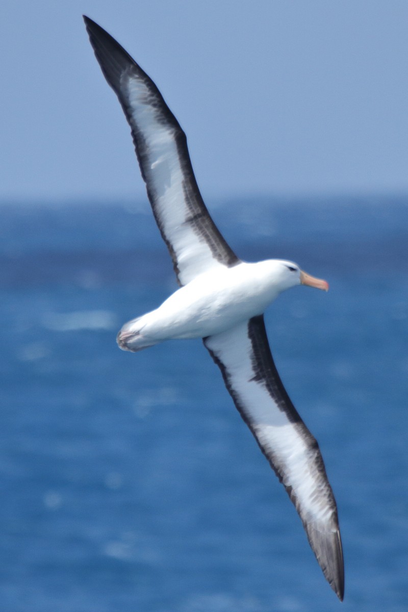 Чернобровый альбатрос (melanophris) - ML597902491