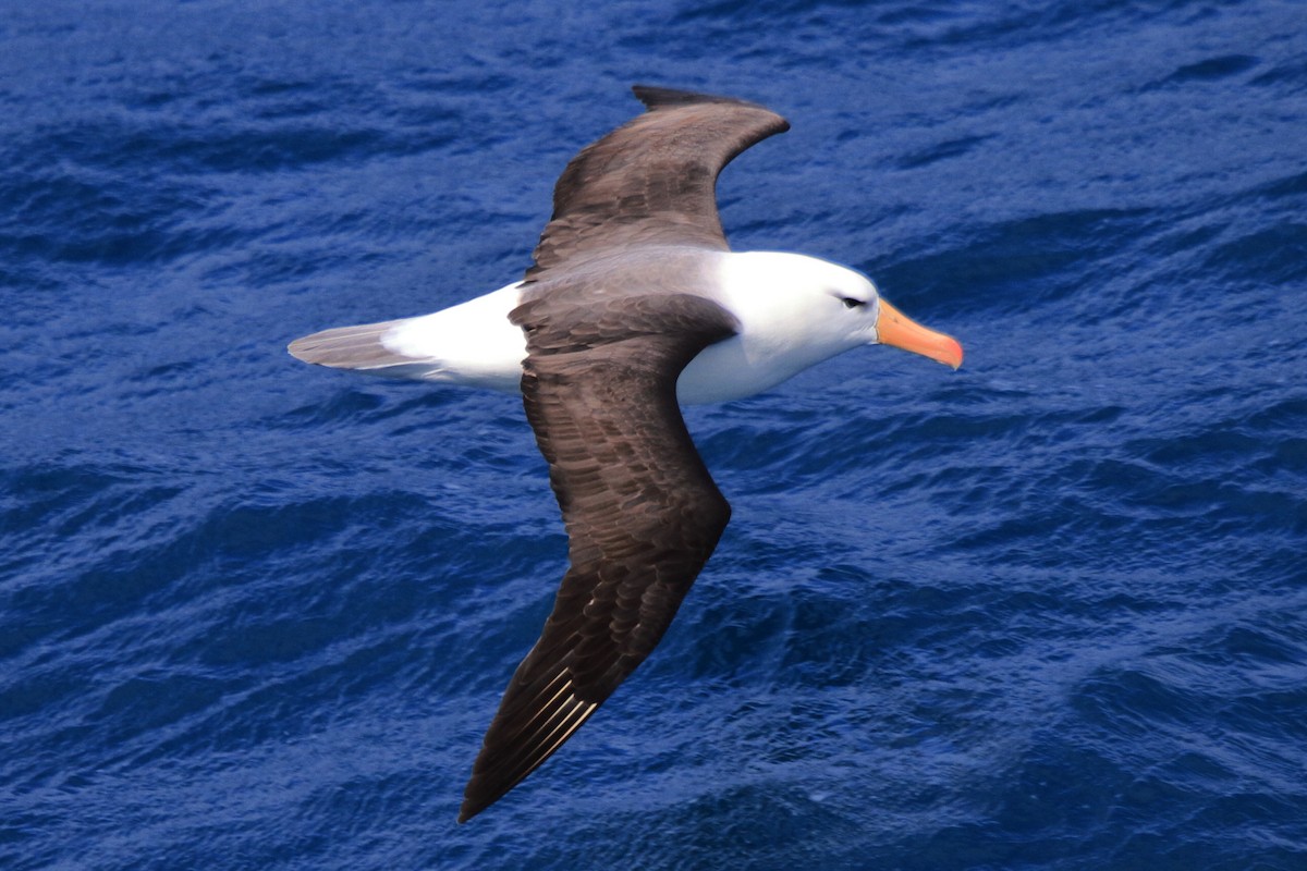 Albatros à sourcils noirs (melanophris) - ML597902521