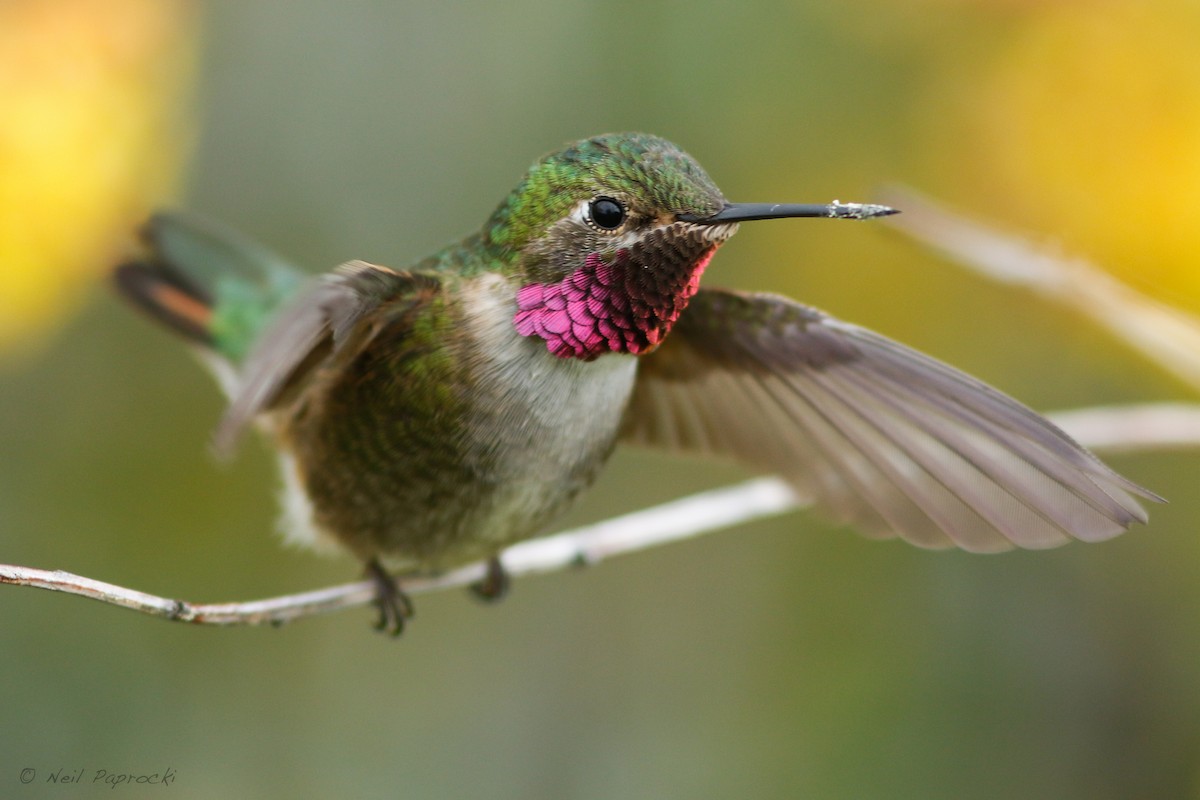 Broad-tailed Hummingbird - ML597904001