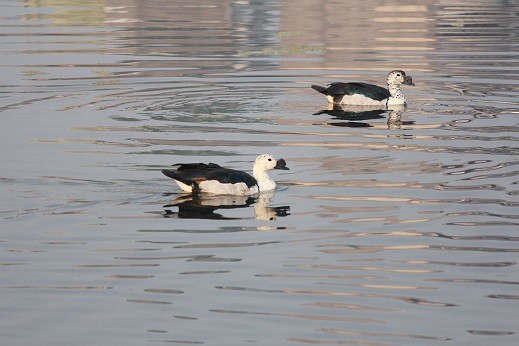 Knob-billed Duck - Vasudevan  Nampoothiri