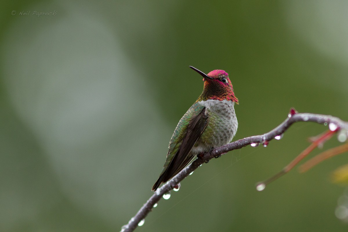 Anna's Hummingbird - ML597906871