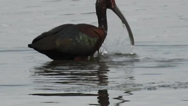 ibis americký - ML597908061