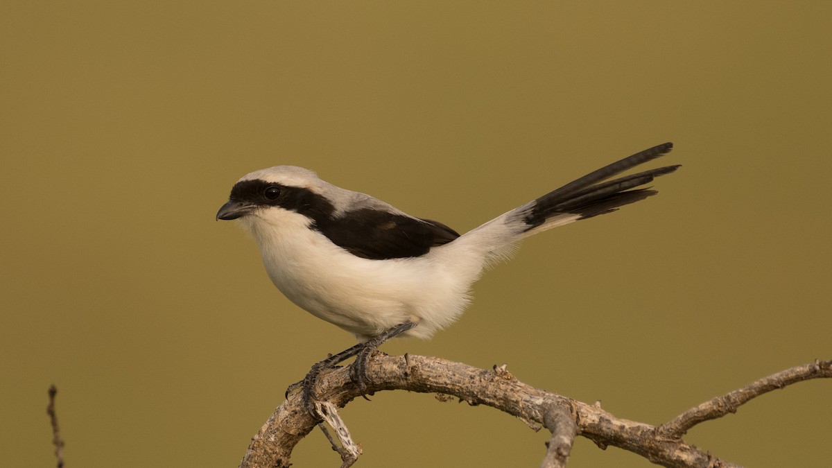 Gray-backed Fiscal - ML597908471