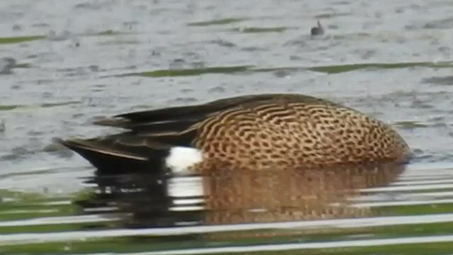 Blue-winged Teal - ML597909901