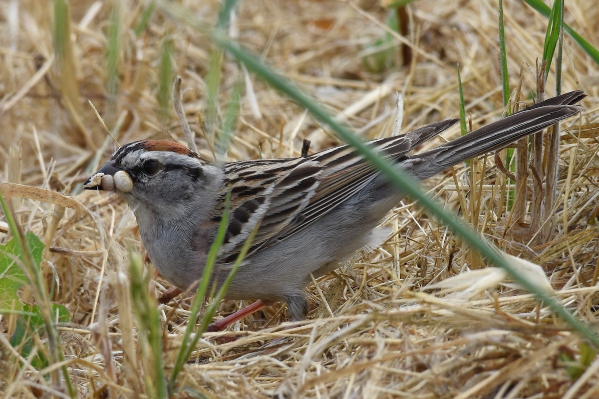 Chipping Sparrow - ML59791001