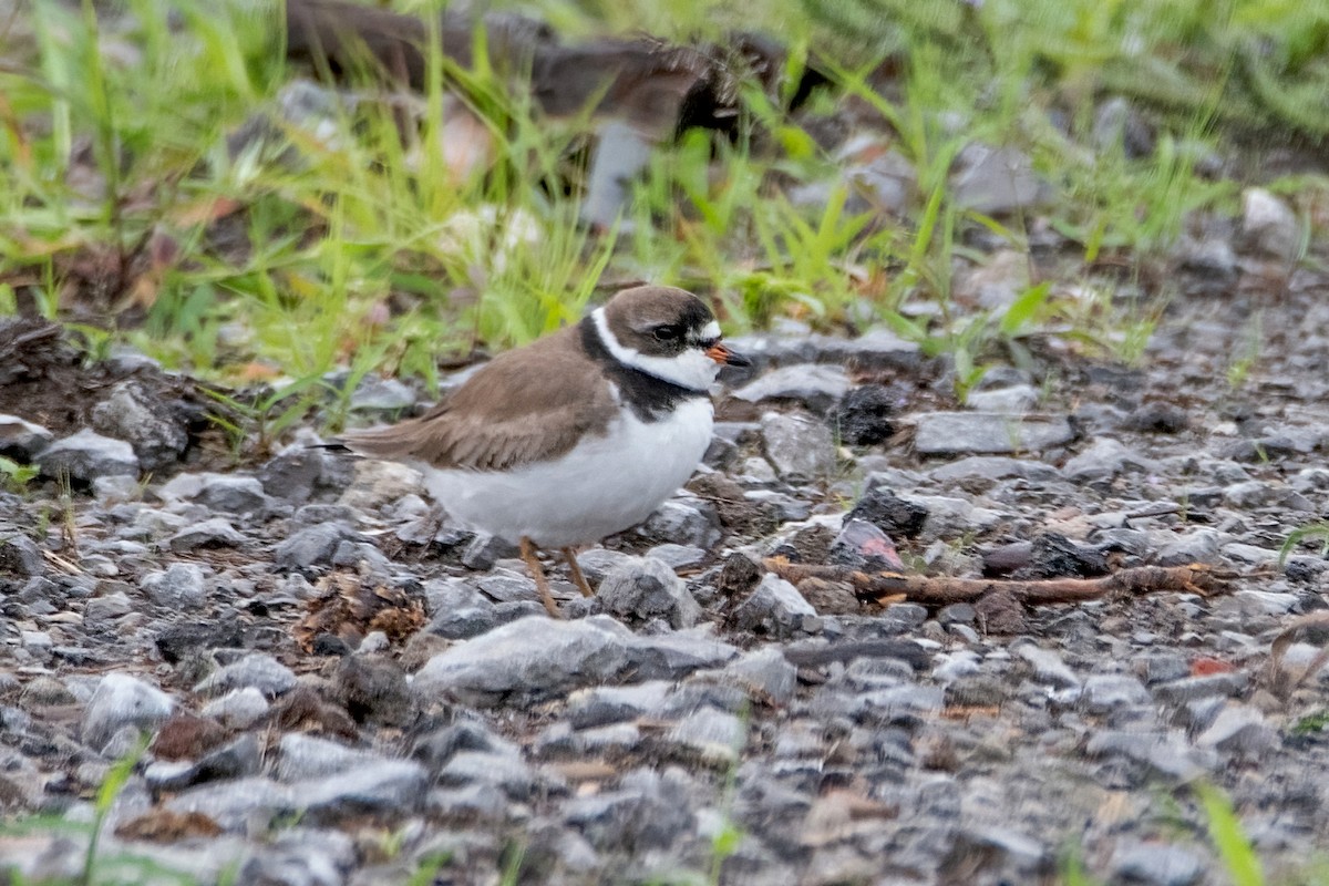 Semipalmated Plover - ML597911171