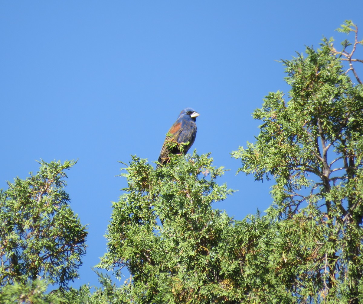 Blue Grosbeak - East Mtn Tues Birders