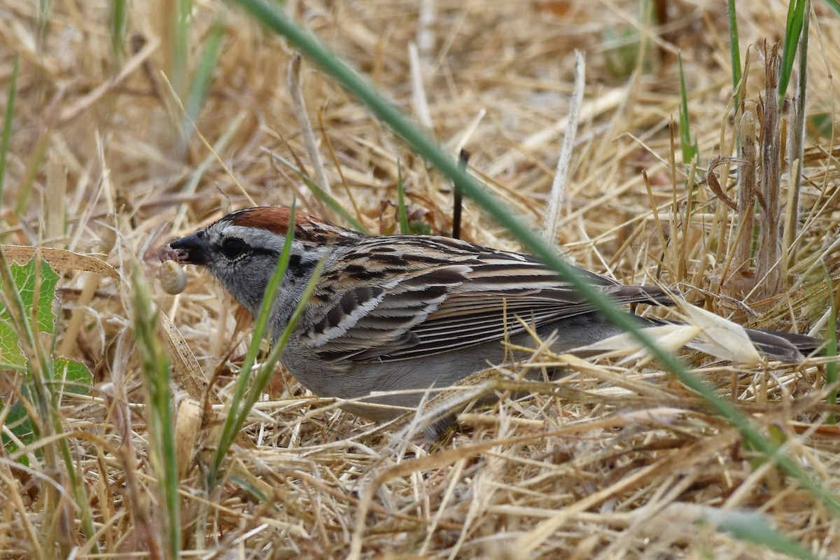 Chipping Sparrow - ML59791751