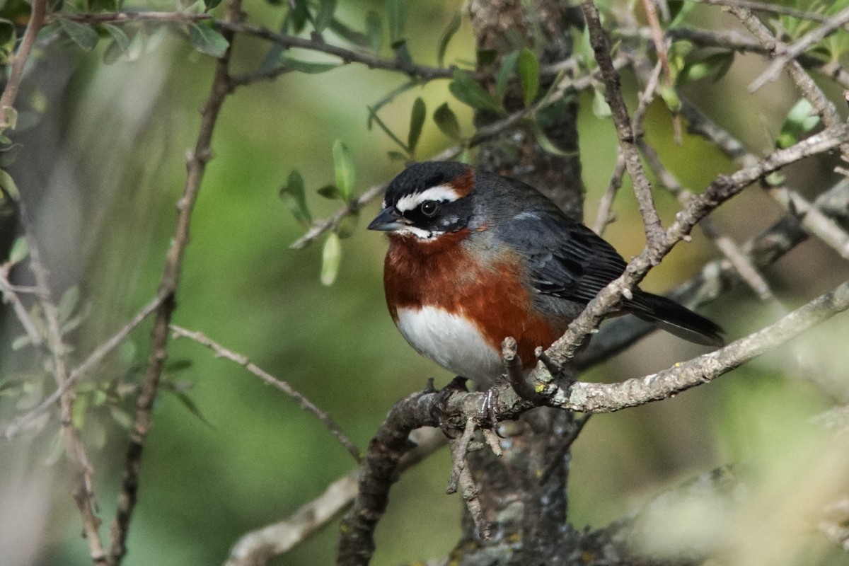 Black-and-chestnut Warbling Finch - ML597918521