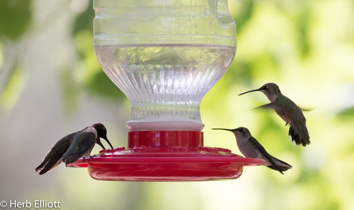 Black-chinned Hummingbird - ML59791881
