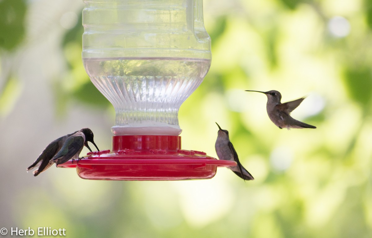 Black-chinned Hummingbird - ML59791891
