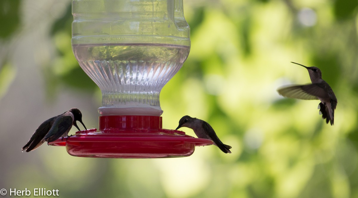 Black-chinned Hummingbird - Herb Elliott