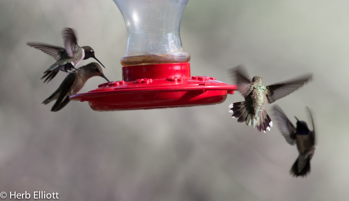 Black-chinned Hummingbird - ML59791951