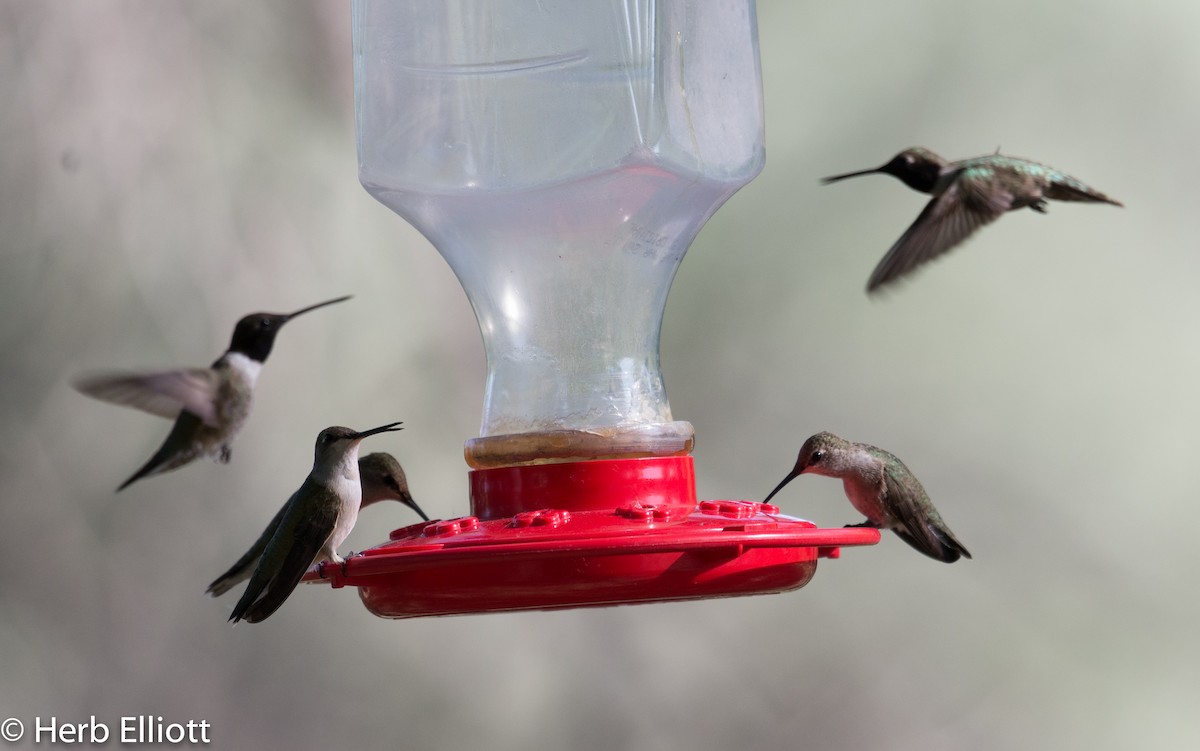 Black-chinned Hummingbird - ML59791961