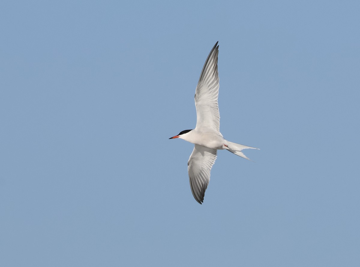 Common Tern - ML597920471
