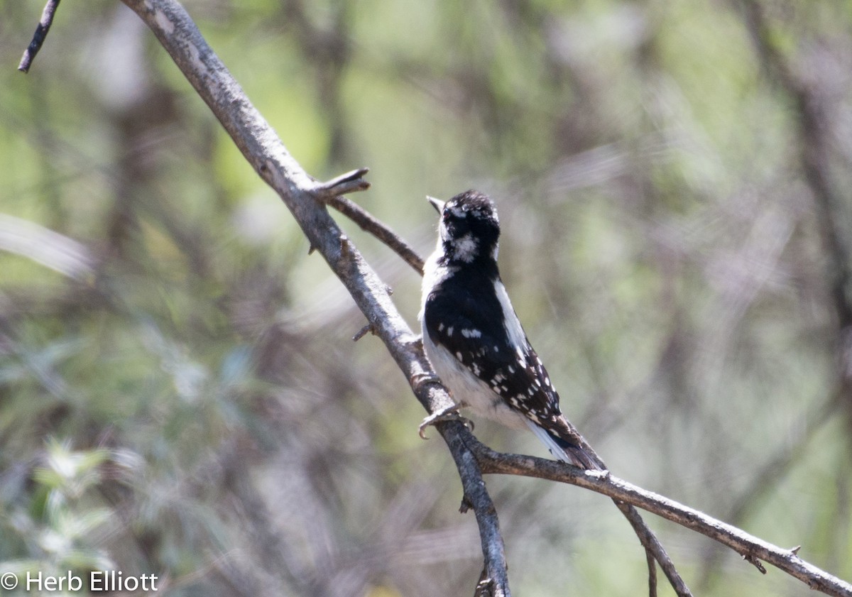 Downy Woodpecker (Rocky Mts.) - ML59792081