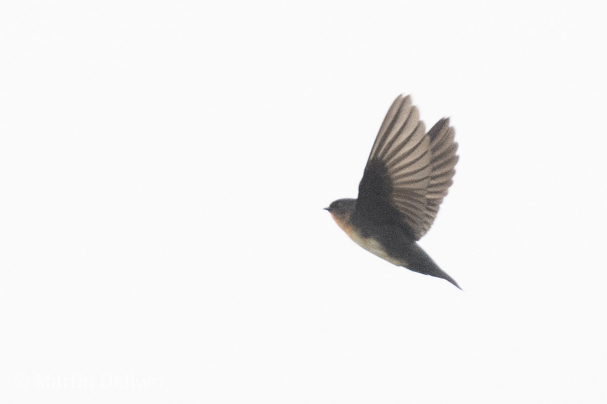 Pale-footed Swallow - ML597920811