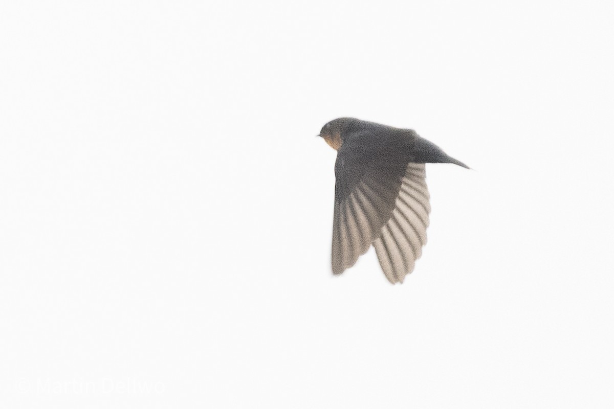 Pale-footed Swallow - ML597920821