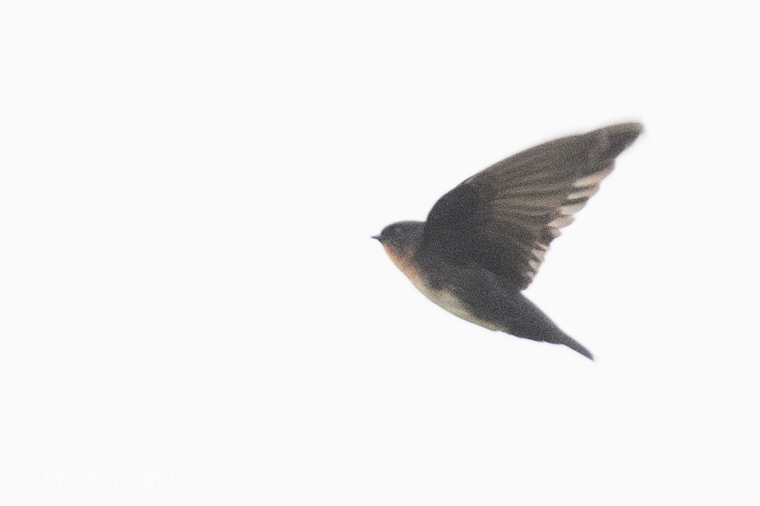 Pale-footed Swallow - ML597920831