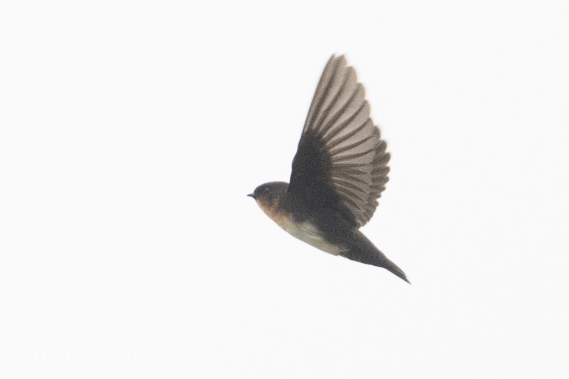 Pale-footed Swallow - ML597920861